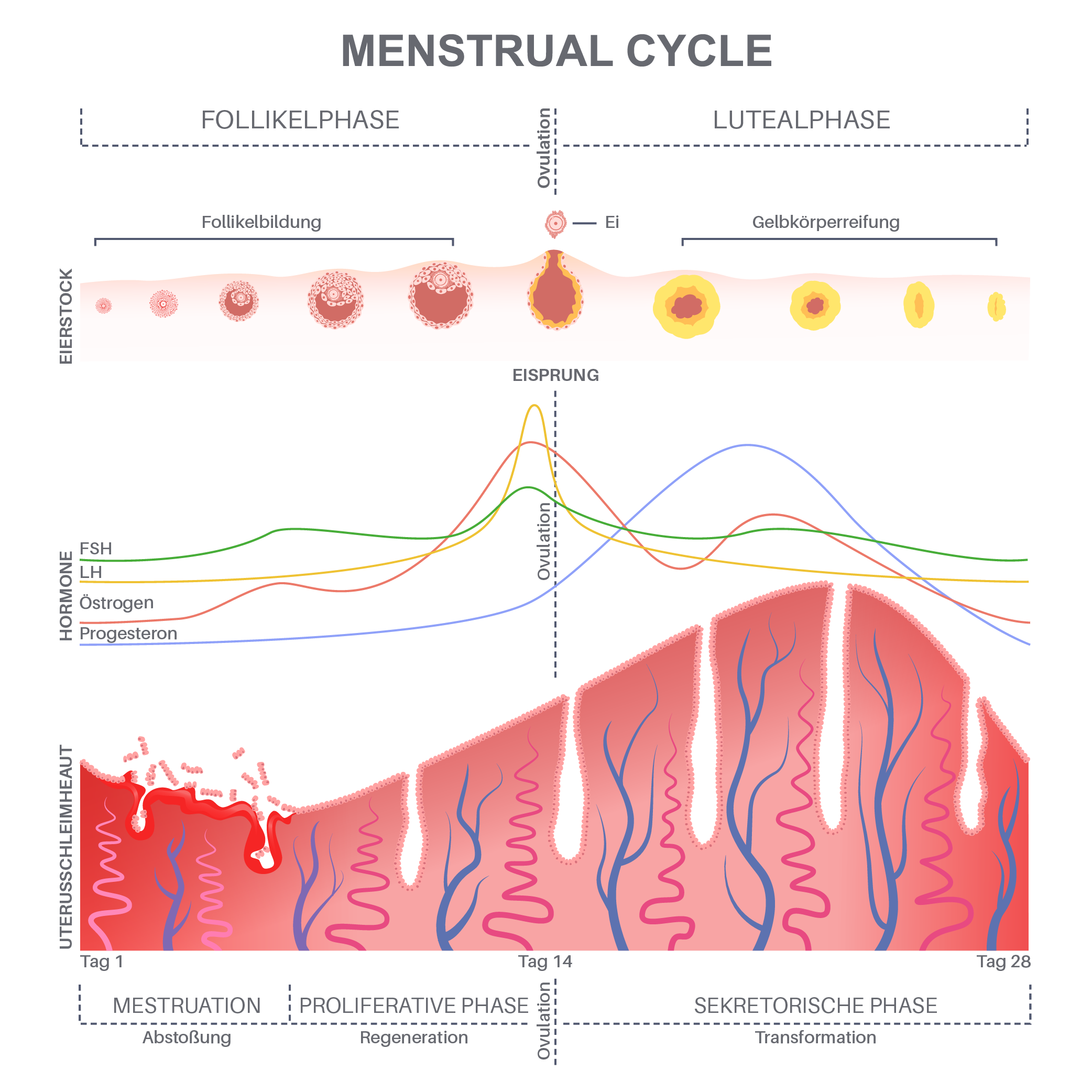 Der Menstruationszyklus als Grafik